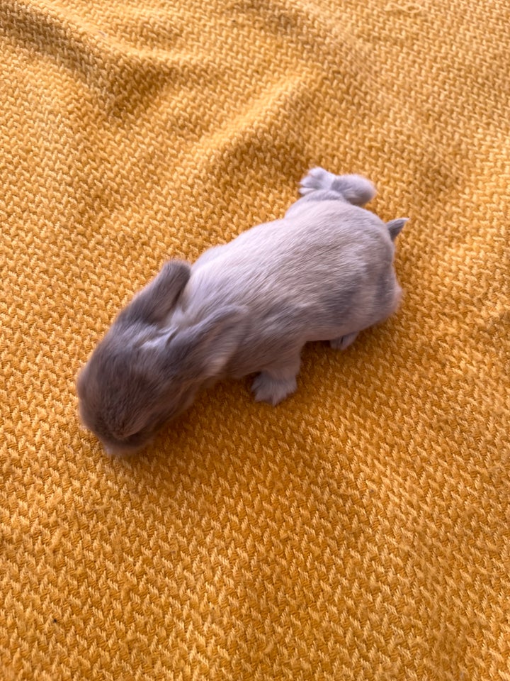 Mini lop / Minilop kaninunger