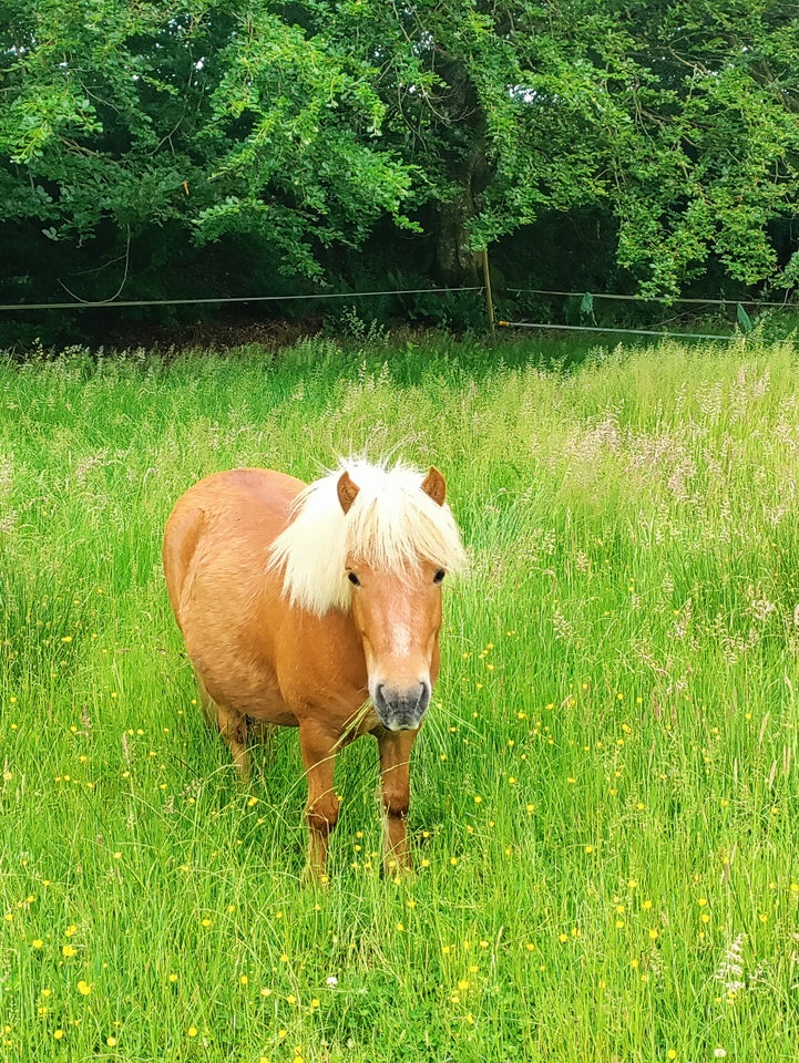 Shetlandspony, vallak, 5 år