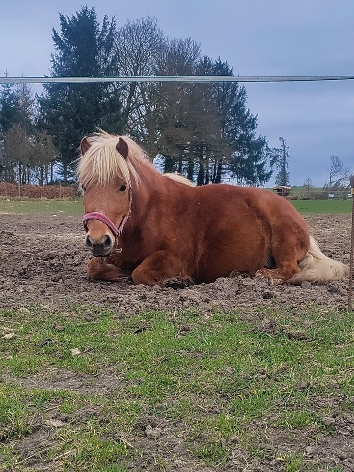 Shetlandspony, vallak, 5 år