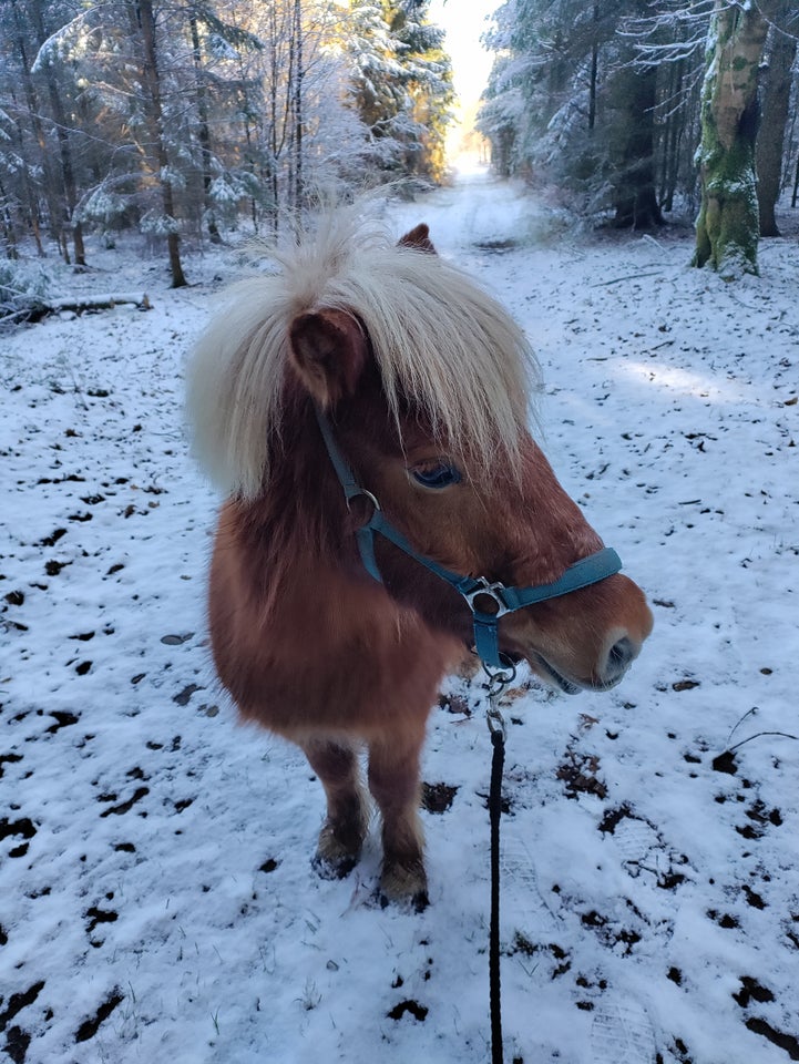 Shetlandspony, vallak, 5 år