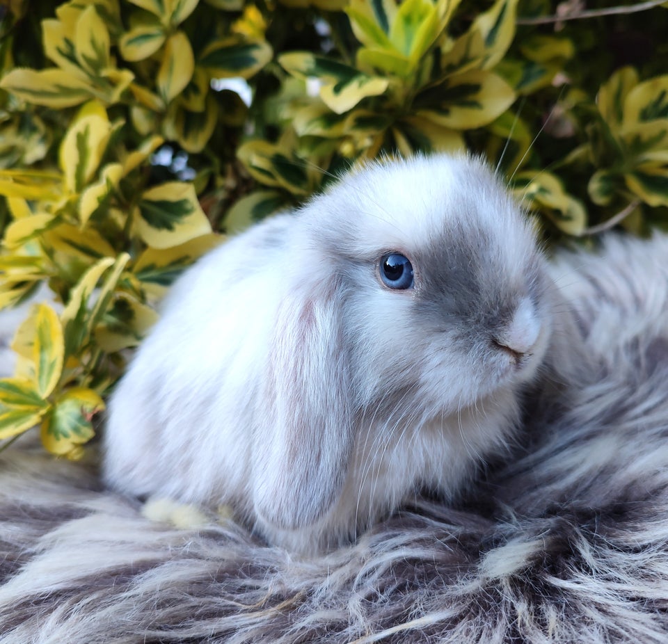 Kanin Minilop mini lop 0 år