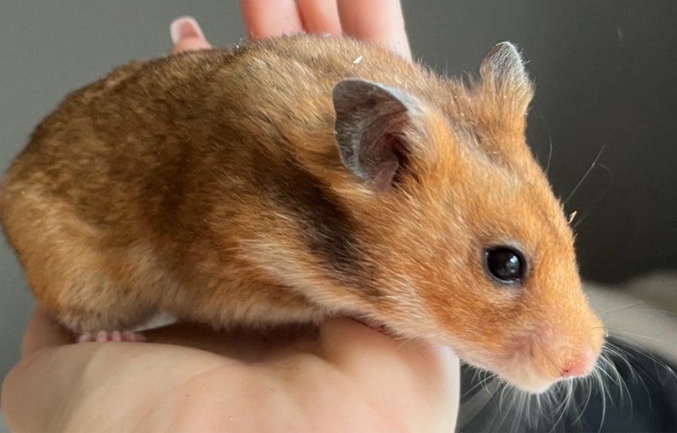 Hamster, Guldhamster, 0 år