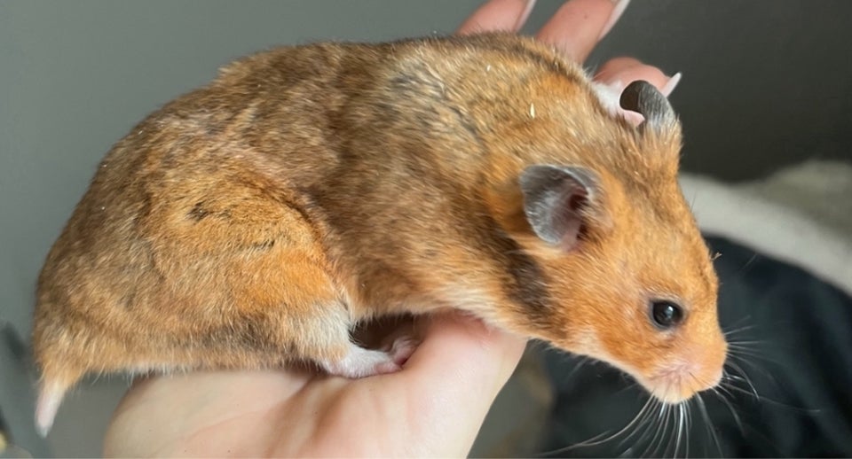 Hamster, Guldhamster, 0 år