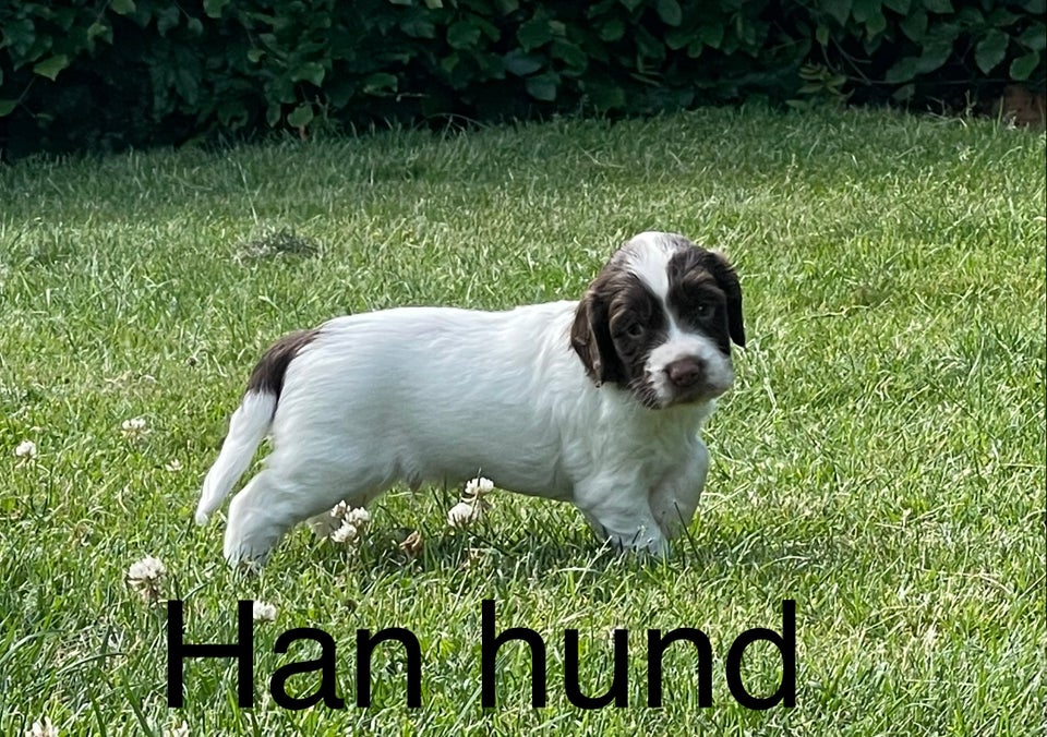 Ft Springer spaniels søger