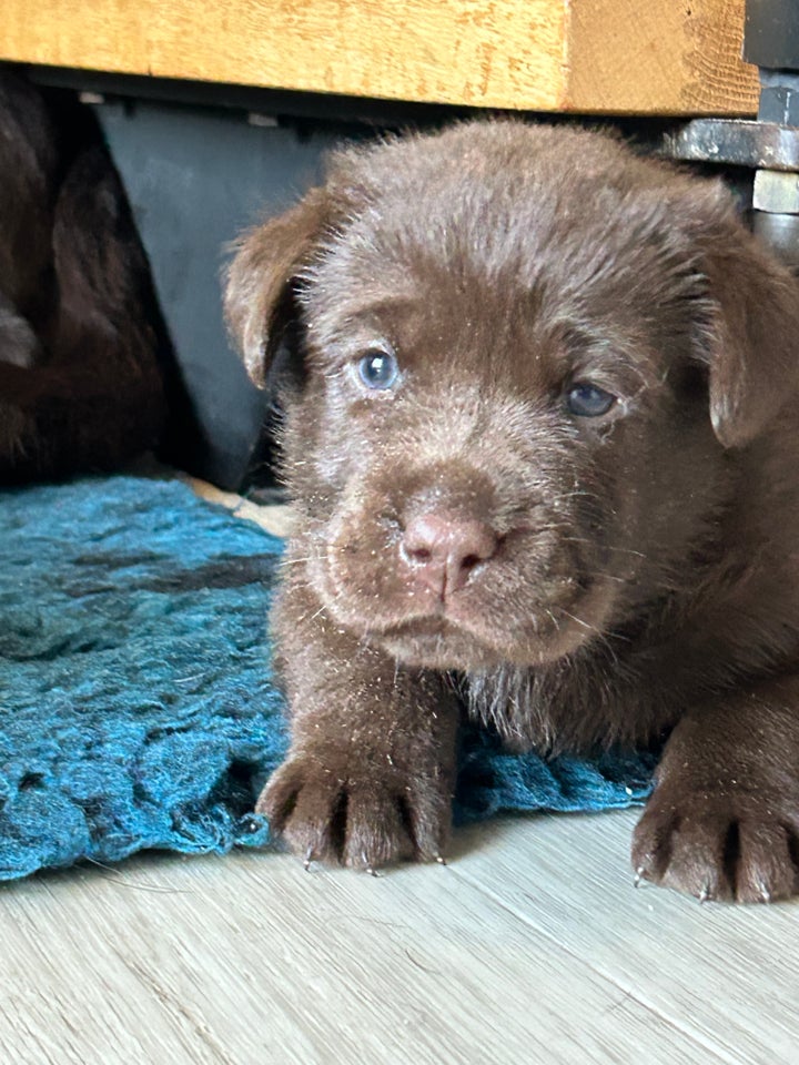 Brune labradorhvalpe gammel