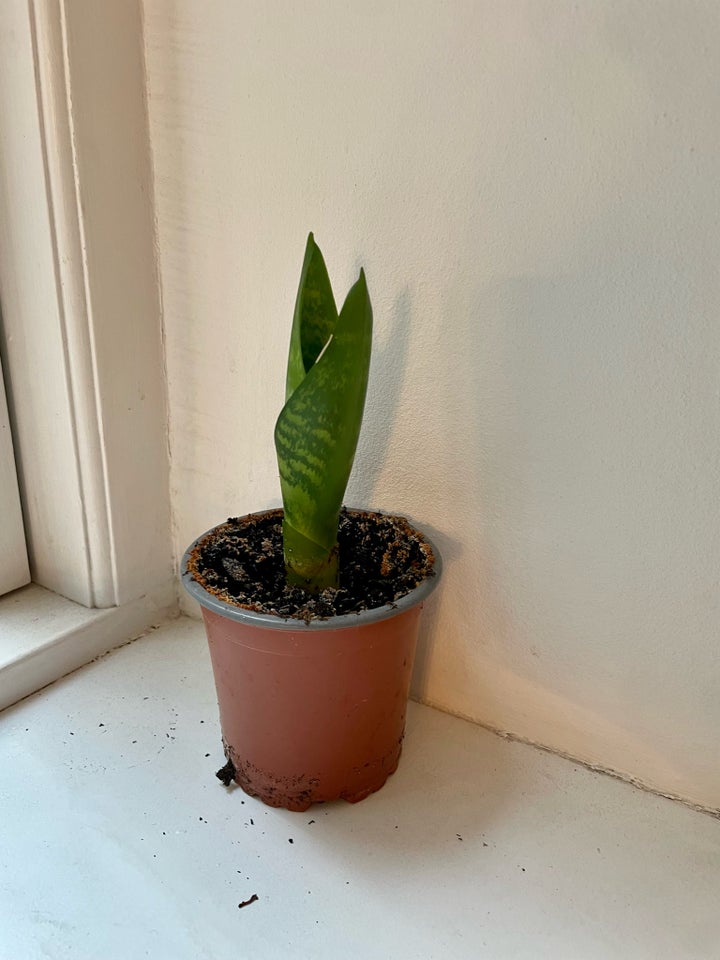 Bajonetplante sansevieria