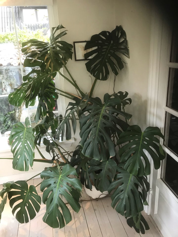 Plante, Monstera ,