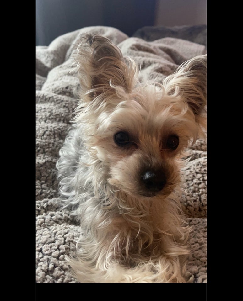 Malteser/Yorkshire Terrier