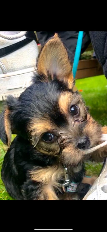 Malteser/Yorkshire Terrier