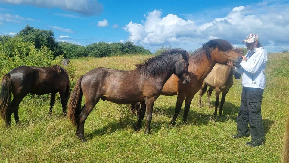 Islænder, hingst, 1 år