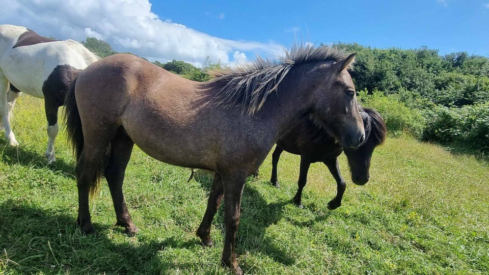 Islænder, hingst, 1 år