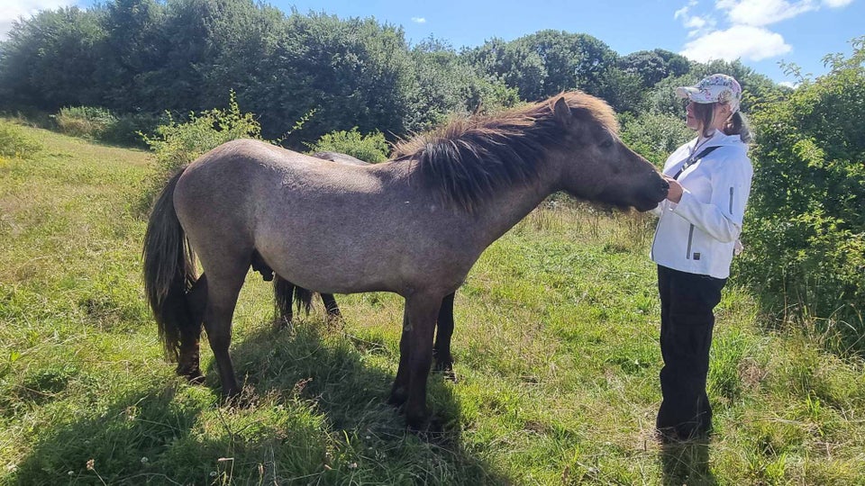 Islænder, hingst, 1 år