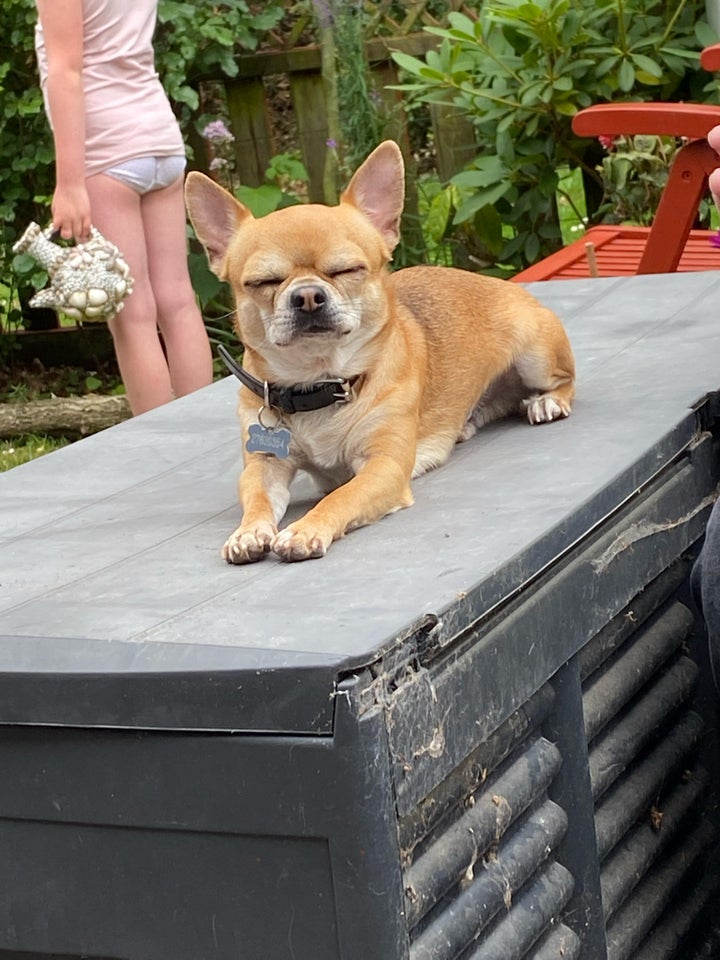 Chihuahua med stamtavle hund 7 år