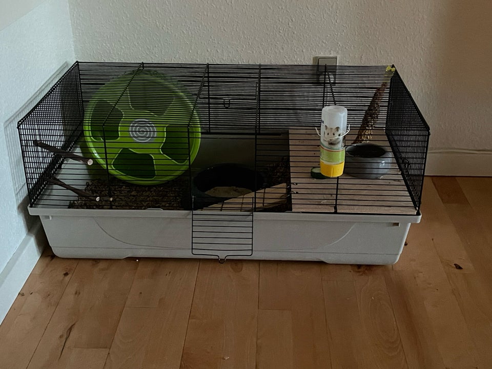 Hamster Guldhamster 1 år