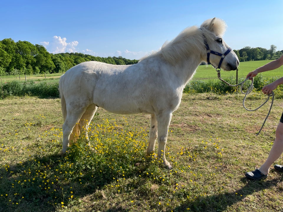 Islænder vallak 16 år