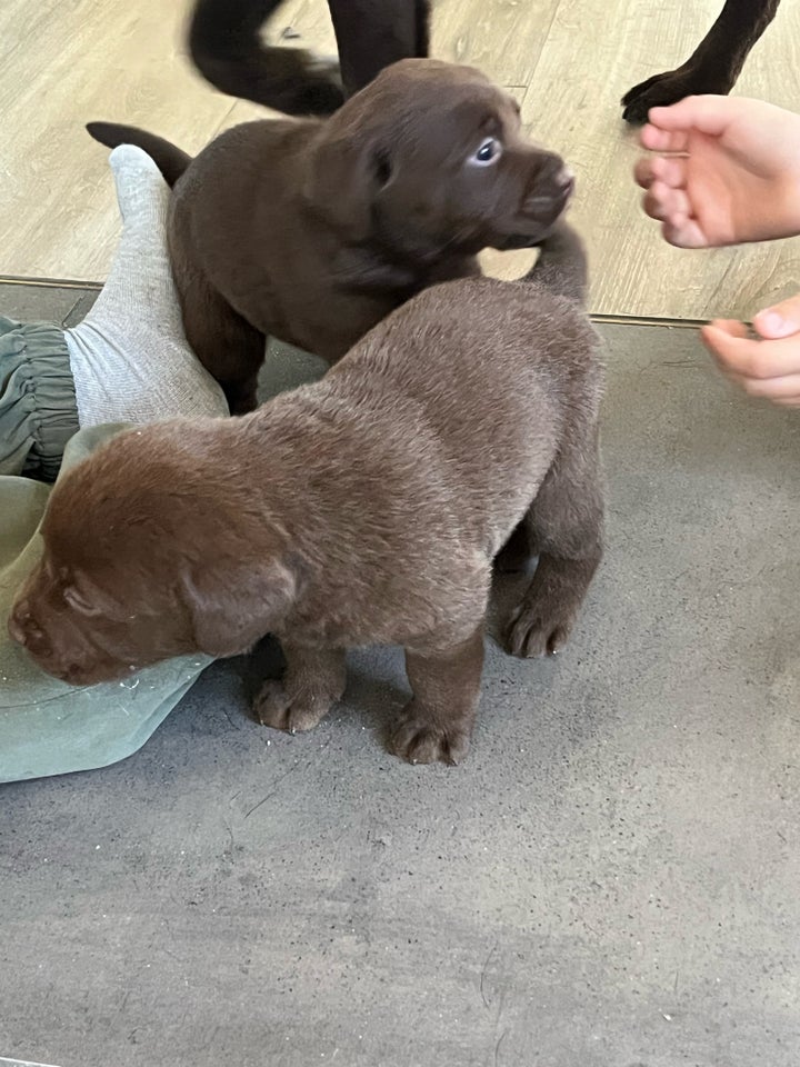 Brun labrador hvalpe 5 uger