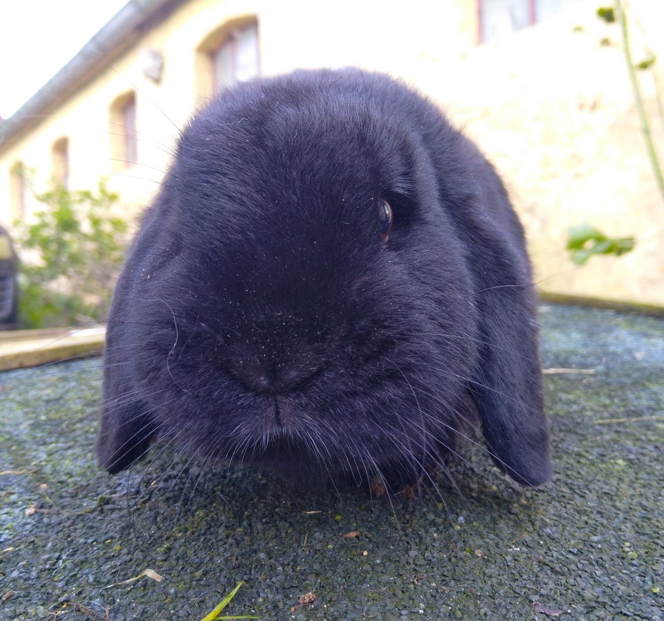 Kanin, BLACK weeks, 0 år