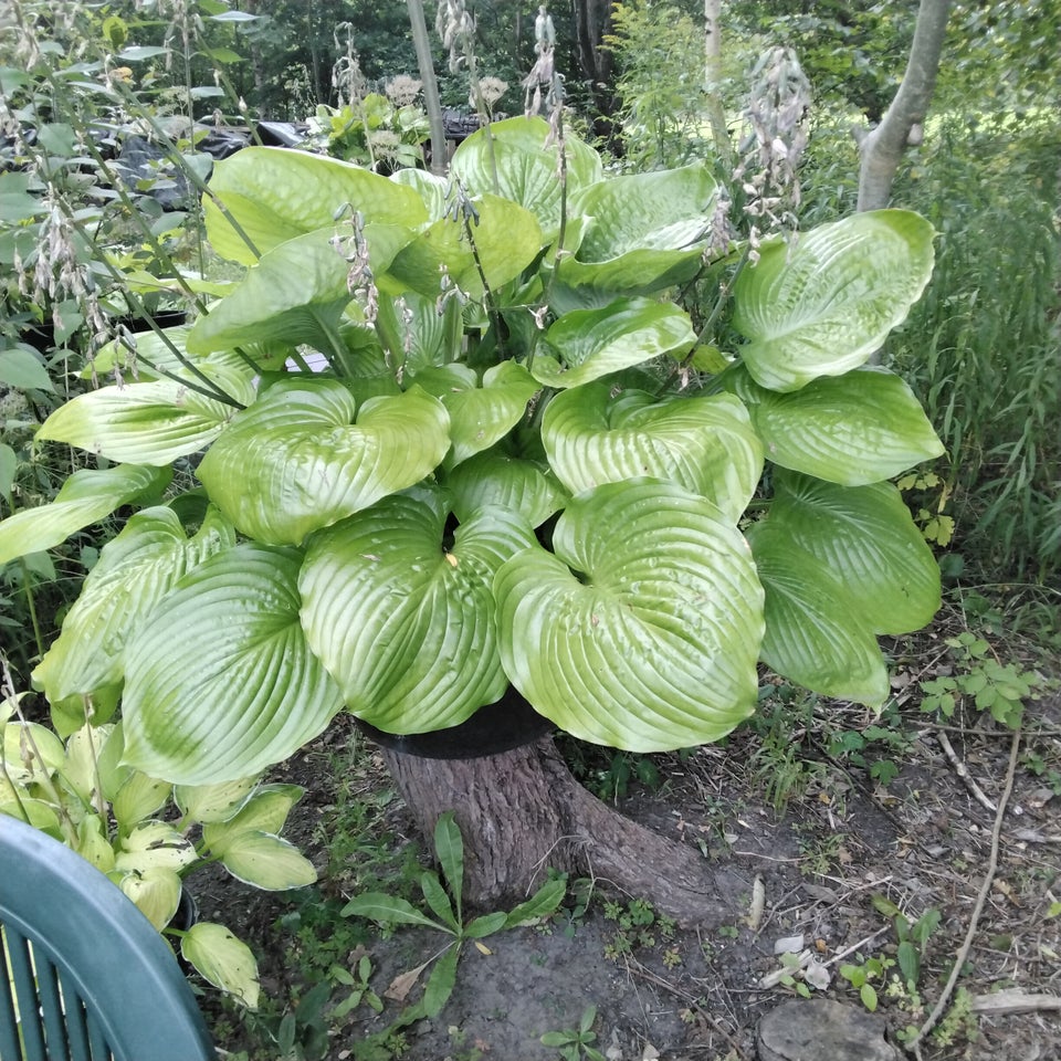 Hosta funkia Sun and substance