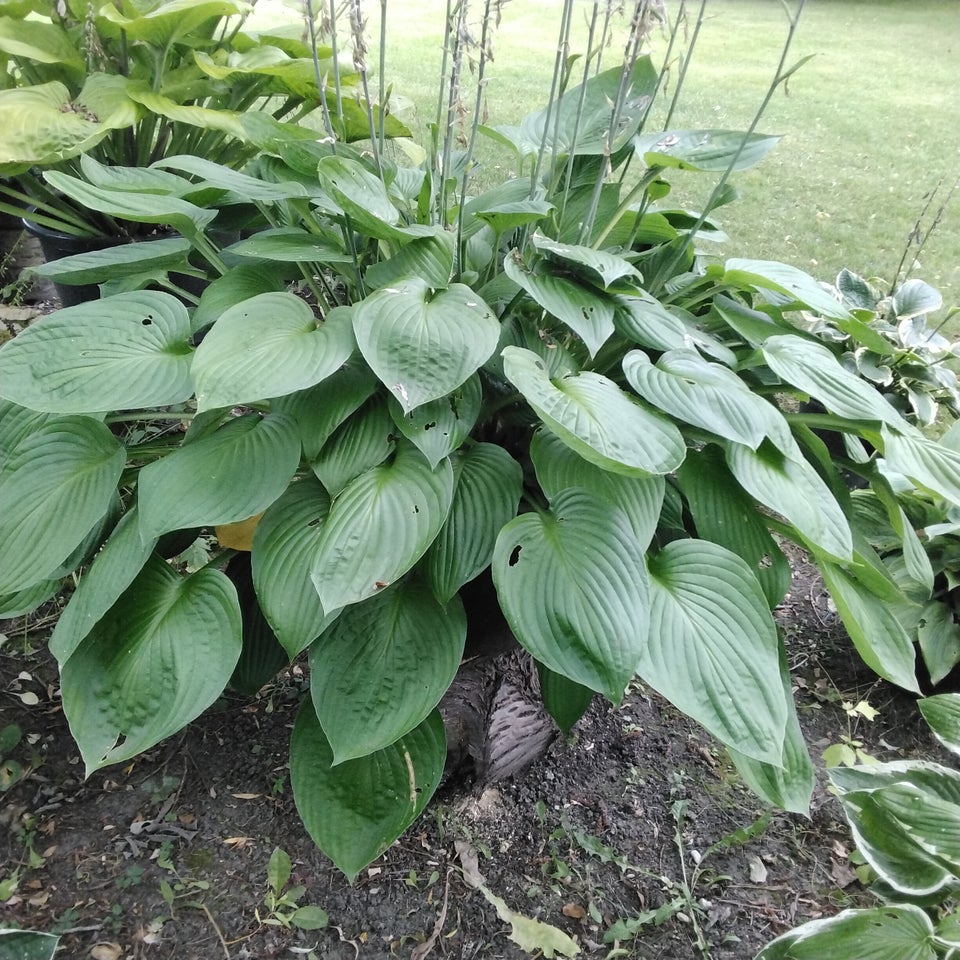 Hosta funkia Sun and substance