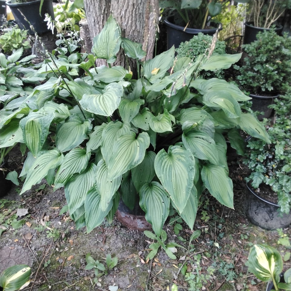 Hosta funkia Sun and substance