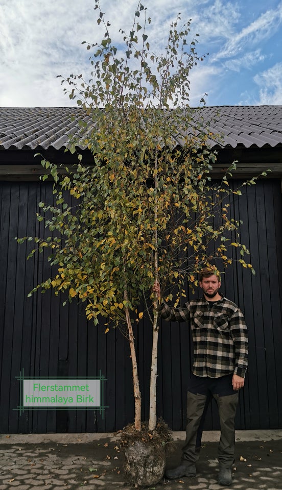 Himmalaya Birk, Betula utilis var.