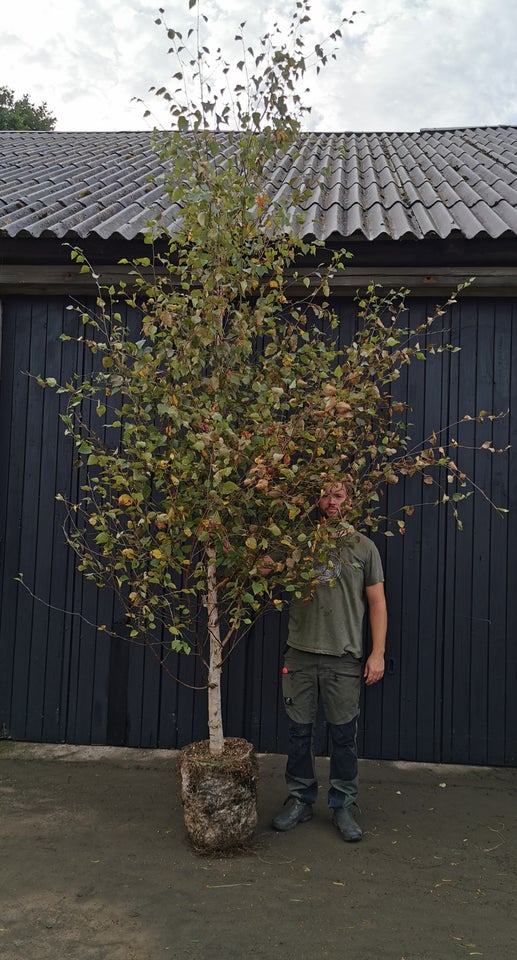 Himmalaya Birk, Betula utilis var.