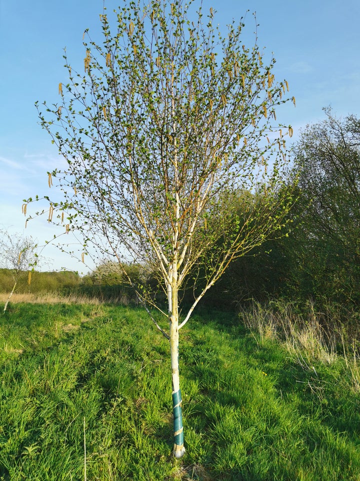 Himmalaya Birk, Betula utilis var.