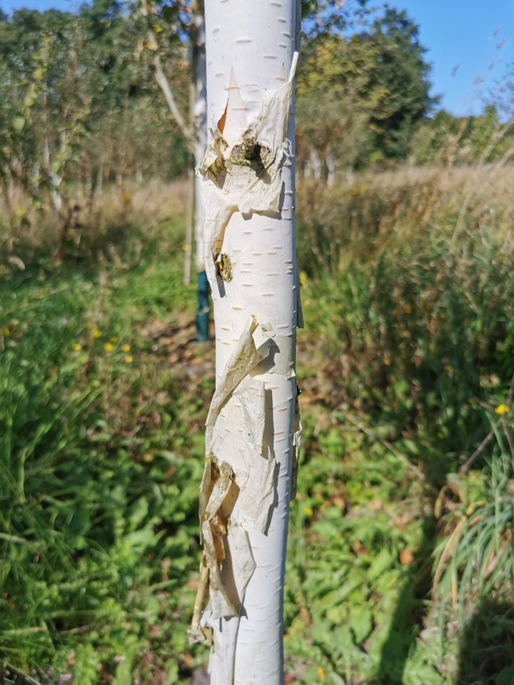 Himmalaya Birk, Betula utilis var.