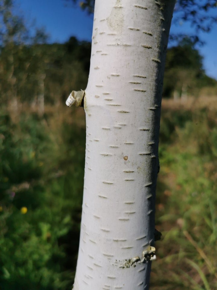 Himmalaya Birk, Betula utilis var.