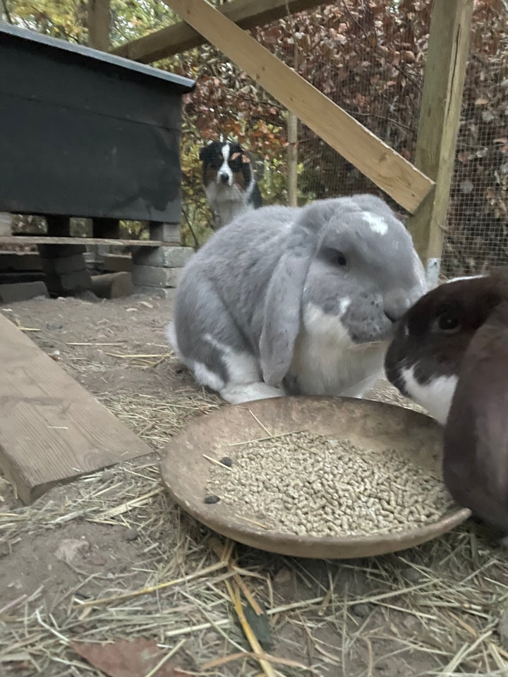 Kanin, Fransk vædder kanin, 0 år