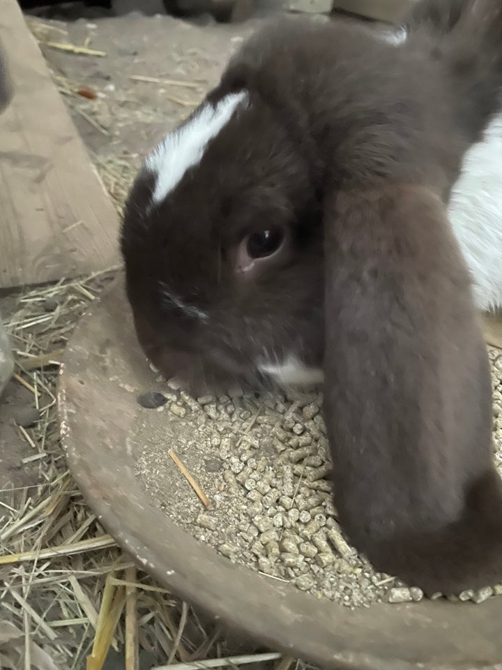 Kanin, Fransk vædder kanin, 0 år