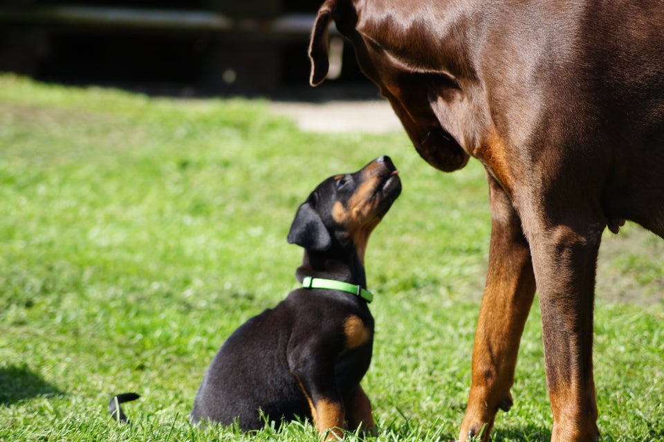 Dobermann flere hvalpe 7 uger