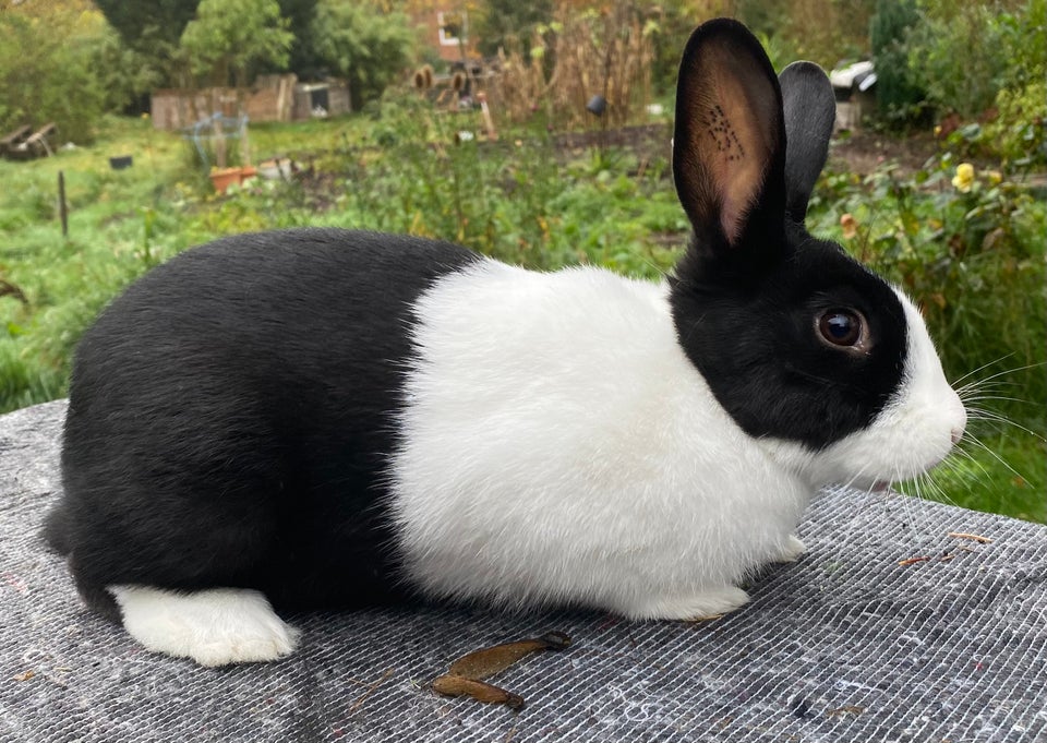 Kanin, HOLLÆNDER HUN SORT, 0 år