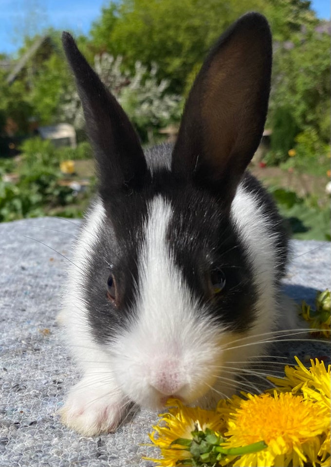 Kanin, HOLLÆNDER HUN SORT, 0 år