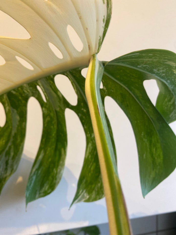 monstera albo variegata, stikling