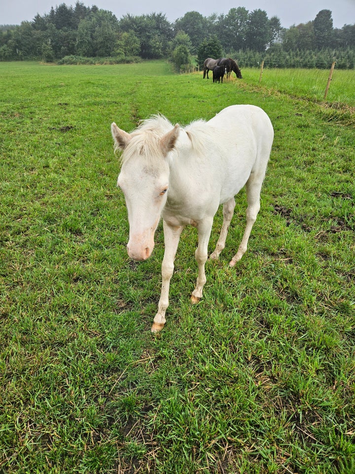 Welsh Partbreed, hingst, 1 år