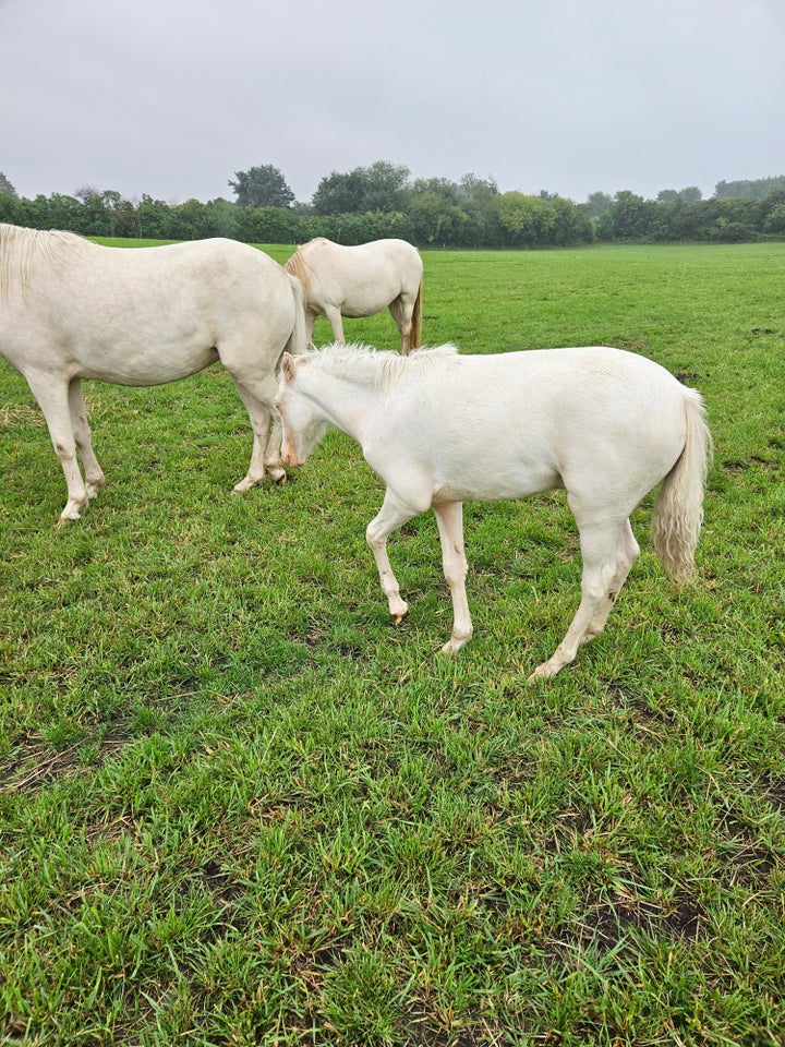 Welsh Partbreed, hingst, 1 år