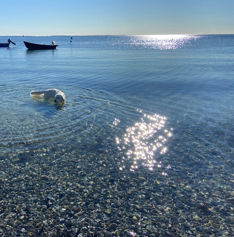 Amager - Golden Retriever h