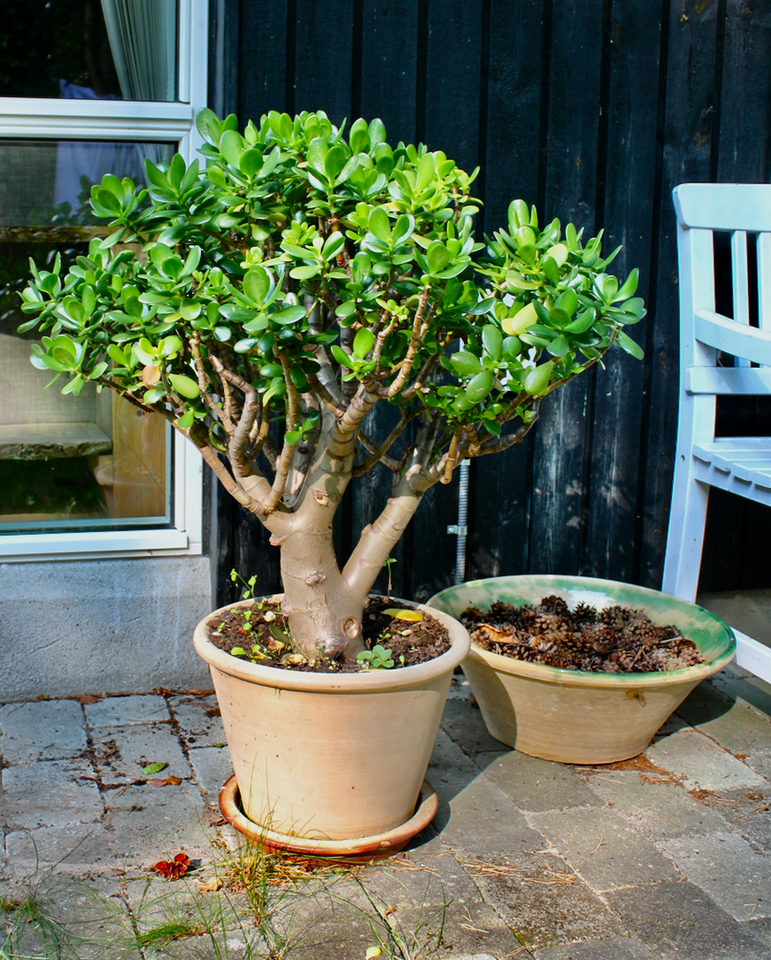 Paradistræ Crassula Aborescens