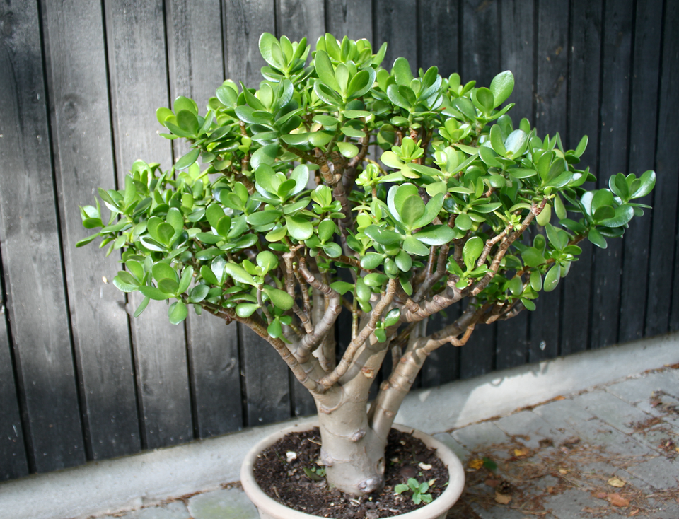 Paradistræ Crassula Aborescens