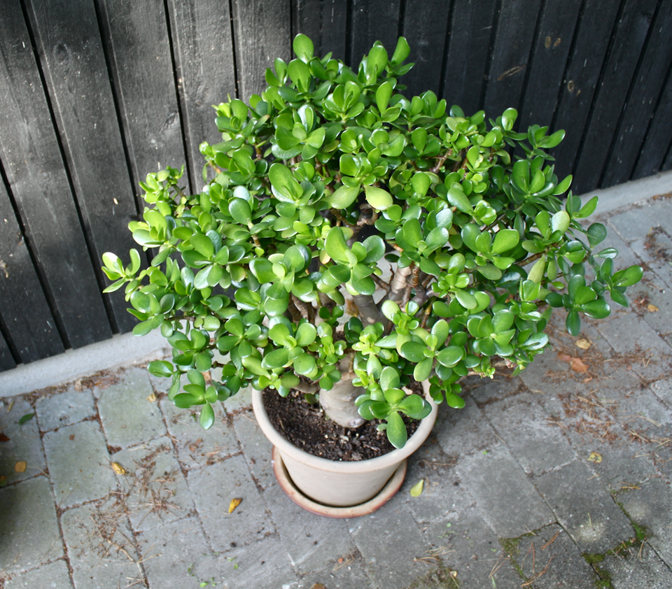 Paradistræ Crassula Aborescens