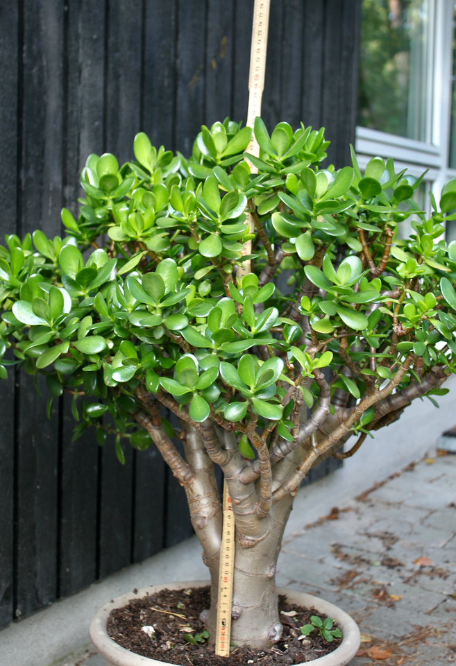 Paradistræ Crassula Aborescens