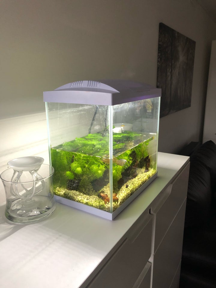 Akvarium, 40 liter, b: 25 d: 25