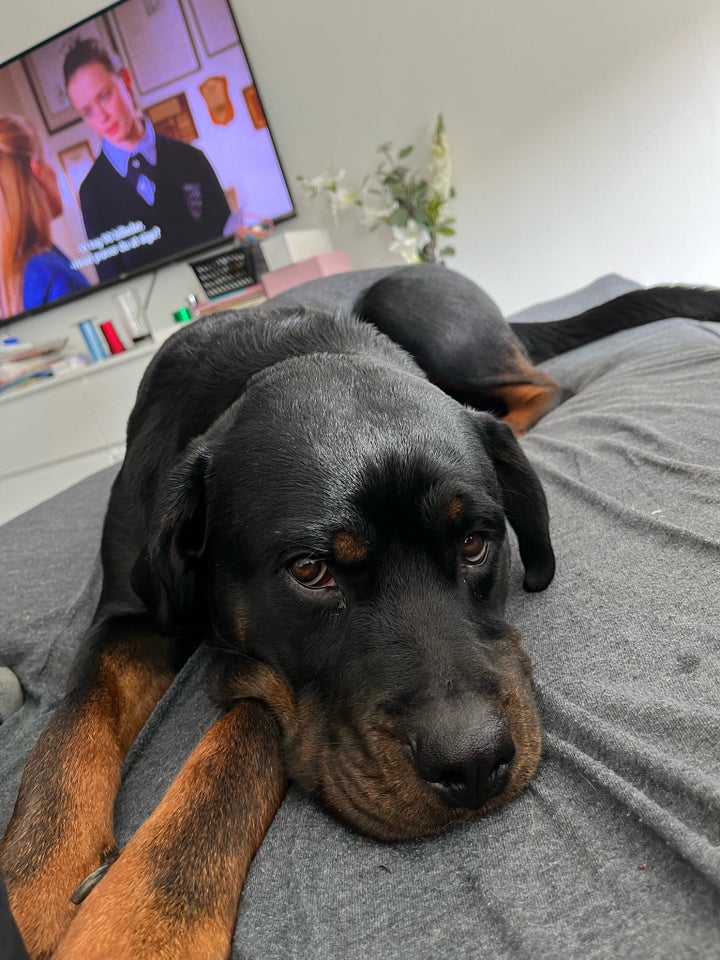 Rottweiler  hund 2 år