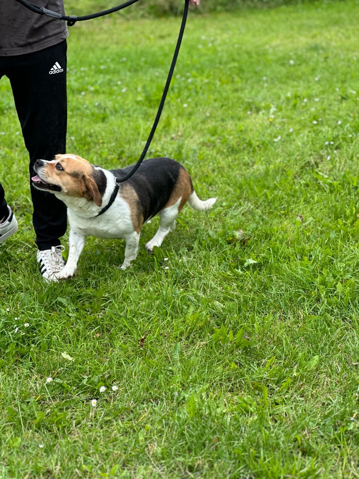 beagle fransk bulldog mops hund 7