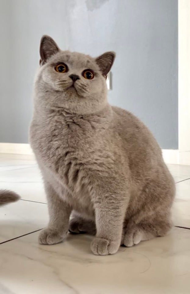 British Shorthair, hunkilling, 5