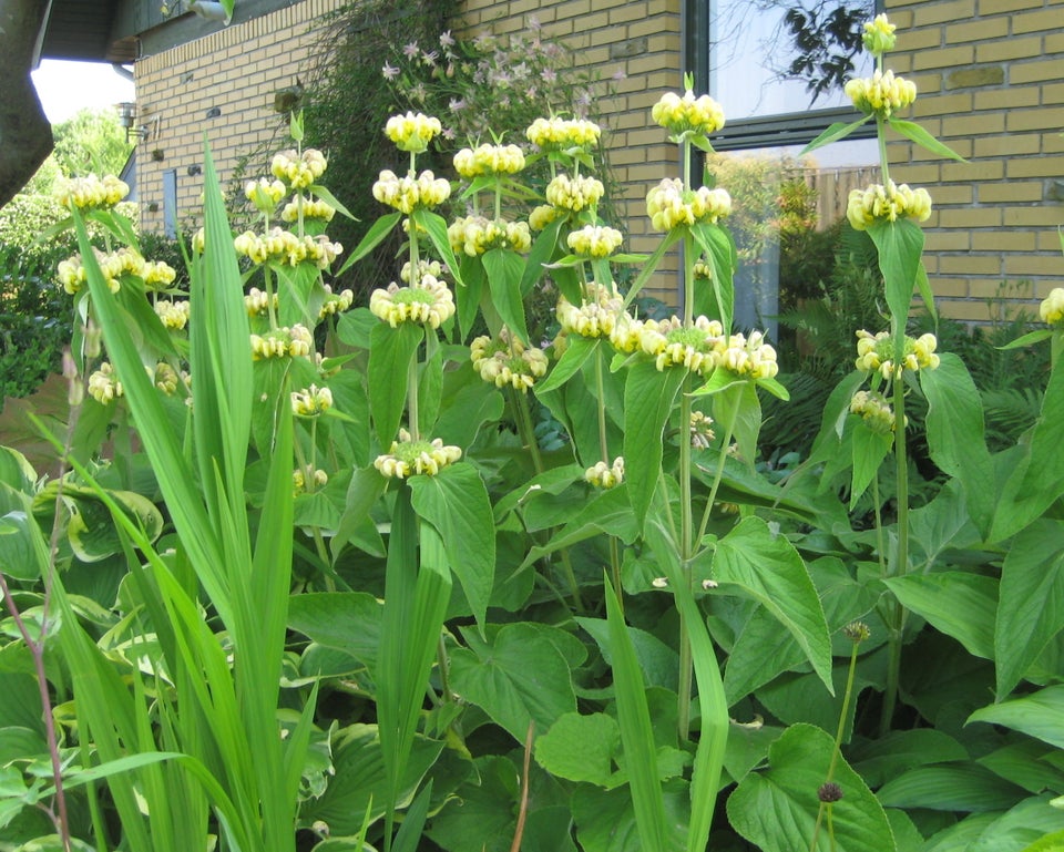 Stauder – P, Phlomis fruticosa