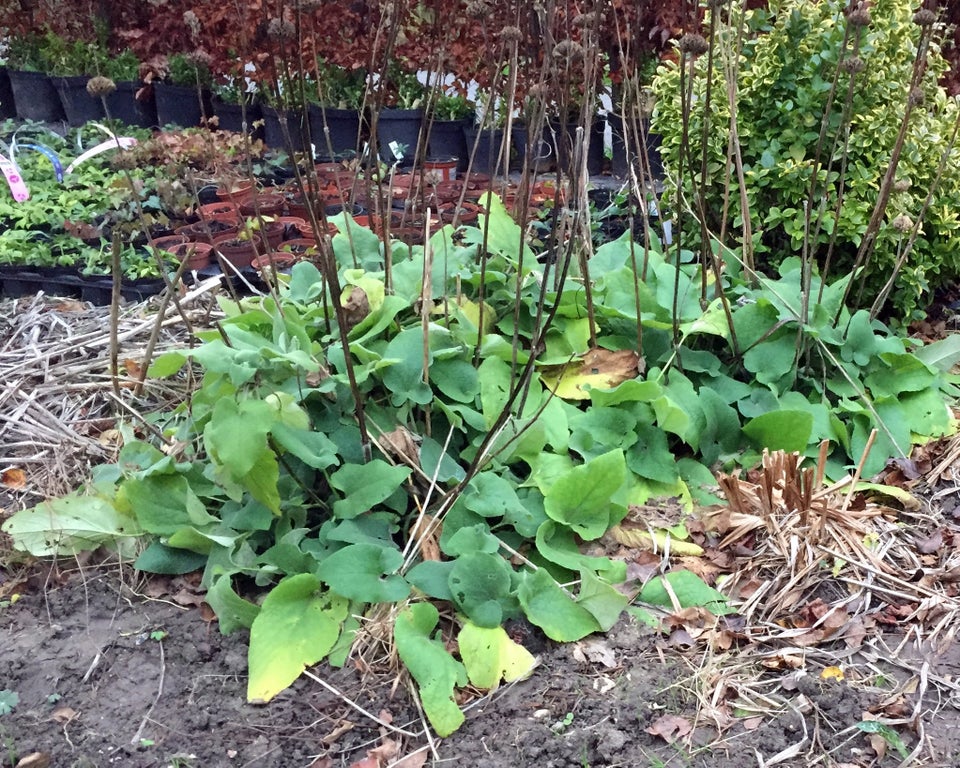 Stauder – P, Phlomis fruticosa