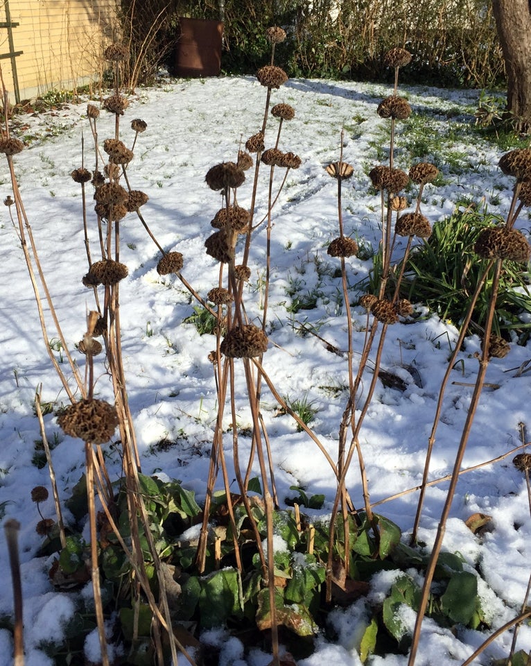 Stauder – P, Phlomis fruticosa