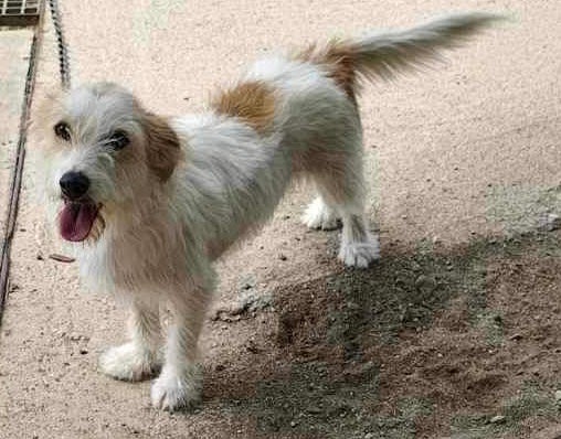 Terrier mix hund 2 år